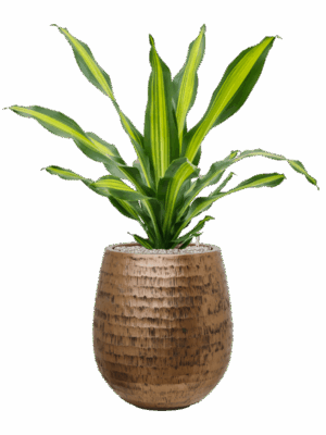 Dracaena Fragrans Burley In Baq Opus Hammered D 24 H 96 cm - PlantenShop24 - 11-09-2025