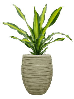 Dracaena Fragrans Burley In Baq Tornado D 24 H 100 cm - PlantenShop24 - 02-09-2025