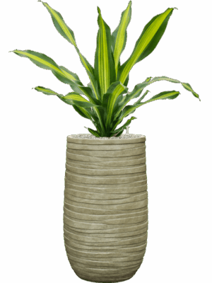 Dracaena Fragrans Burley In Baq Tornado D 24 H 115 cm - PlantenShop24 - 02-09-2025