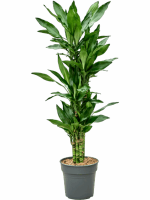 Dracaena Fragrans Burundii D 21 H 100 cm - PlantenShop24 - 01-09-2025