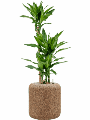 Dracaena Fragrans Burundii In Baq Naturescast D 21 H 128 cm - PlantenShop24 - 09-09-2025