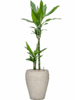 Dracaena Fragrans Burundii In Mediterranean D 19 H 102 cm - PlantenShop24 - 02-09-2025