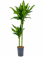 Dracaena Fragrans Cintho D 15 H 100 cm - PlantenShop24 - 16-09-2025
