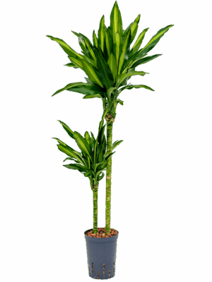 Dracaena Fragrans Cintho D 15 H 100 cm - PlantenShop24 - 16-09-2025