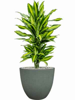 Dracaena Fragrans Cintho In Artstone D 21 H 72 cm - PlantenShop24 - 04-09-2025