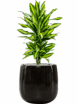 Dracaena Fragrans Cintho In Balloon D 21 H 79 cm - PlantenShop24 - 04-09-2025