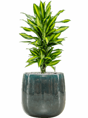 Dracaena Fragrans Cintho In Balloon D 21 H 79 cm - PlantenShop24 - 04-09-2025