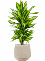 Dracaena Fragrans Cintho In Baq Raindrop D 21 H 94 cm - PlantenShop24 - 04-09-2025