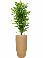 Dracaena Fragrans Cintho In Baq Raindrop D 27 H 154 cm - PlantenShop24 - 04-09-2025