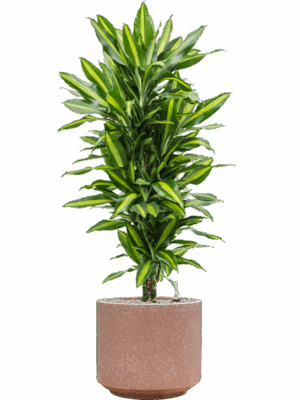 Dracaena Fragrans Cintho In Baq Terrazzo D 27 H 124 cm - PlantenShop24 - 04-09-2025