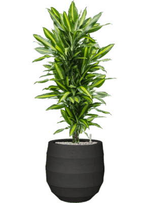 Dracaena Fragrans Cintho In Bordo D 27 H 132 cm - PlantenShop24 - 04-09-2025