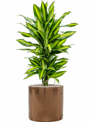 Dracaena Fragrans Cintho In Cylinder D 21 H 97 cm - PlantenShop24 - 04-09-2025