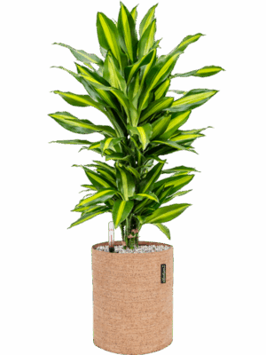 Dracaena Fragrans Cintho In Lechuza Trendcover Cork D 21 H 70 cm - PlantenShop24 - 04-09-2025