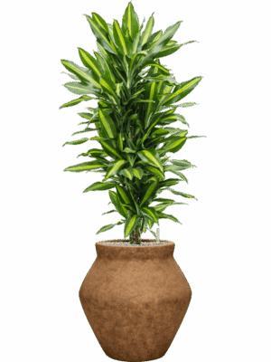 Dracaena Fragrans Cintho In Mineral D 27 H 137 cm - PlantenShop24 - 04-09-2025