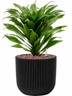 Dracaena Fragrans Compacta In Capi Nature Groove D 13 H 34 cm - PlantenShop24 - 18-09-2025
