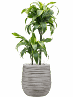 Dracaena Fragrans Dorado In Baq Tornado D 19 H 92 cm - PlantenShop24 - 03-09-2025
