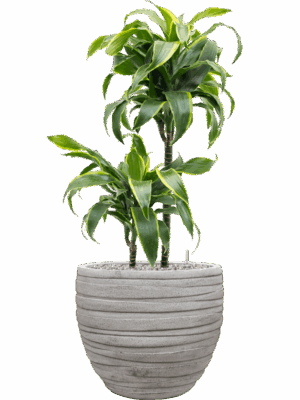 Dracaena Fragrans Dorado In Baq Tornado D 19 H 92 cm - PlantenShop24 - 03-09-2025