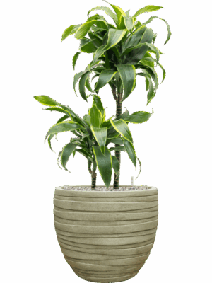 Dracaena Fragrans Dorado In Baq Tornado D 19 H 92 cm - PlantenShop24 - 03-09-2025