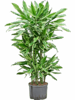 Dracaena Fragrans Golden Coast D 25 H 120 cm - PlantenShop24 - 01-09-2025