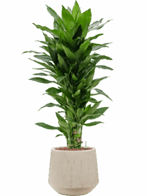 Dracaena Fragrans Janet Lind In Baq Raindrop D 18 H 104 cm - PlantenShop24 - 11-09-2025