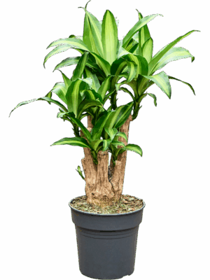 Dracaena Fragrans Massangeana D 24 H 90 cm - PlantenShop24 - 05-09-2025