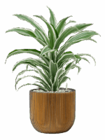 Dracaena Fragrans White Jewel In Capi Nature Groove D 17 H 59 cm - PlantenShop24 - 04-09-2025