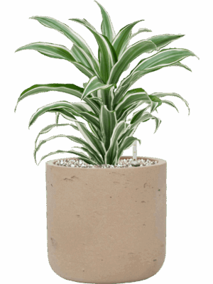 Dracaena Fragrans White Jewel In Rough D 17 H 41 cm - PlantenShop24 - 04-09-2025