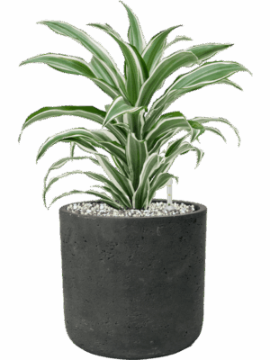 Dracaena Fragrans White Jewel In Rough D 17 H 41 cm - PlantenShop24 - 04-09-2025