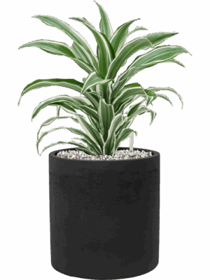 Dracaena Fragrans White Jewel In Rough D 17 H 43 cm - PlantenShop24 - 04-09-2025