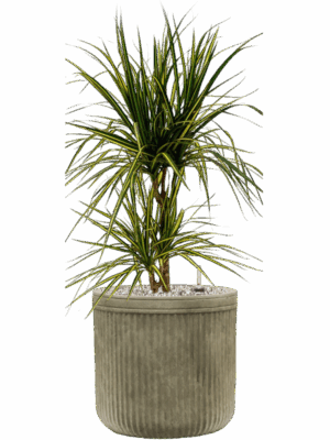 Dracaena Marginata Sunray In Baq Vertical Rib D 17 H 67 cm - PlantenShop24 - 01-09-2025