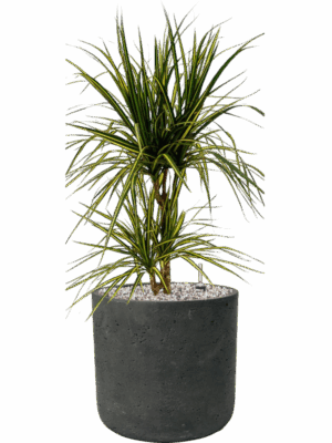 Dracaena Marginata Sunray In Rough D 17 H 67 cm - PlantenShop24 - 01-09-2025