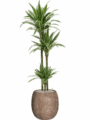 Dracaena Warneckei In Baq Polystone Coated Plain D 24 H 168 cm - PlantenShop24 - 05-09-2025