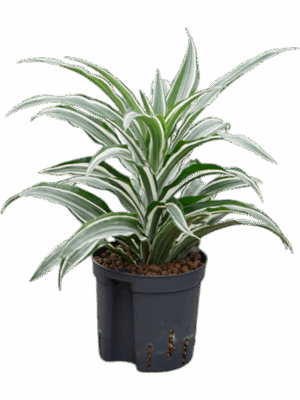 Dracaena Warneckii Compacta D 13 H 30 cm - PlantenShop24 - 01-09-2025