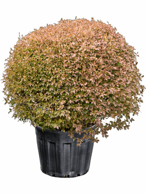 Enkianthus Perulatus D 59 H 120 cm - PlantenShop24 - 17-09-2025