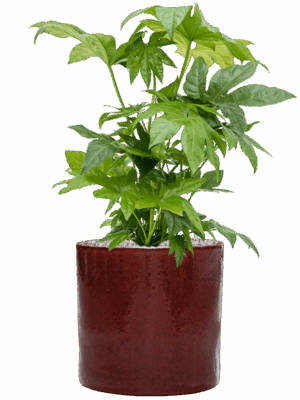 Fatsia Japonica In Cylinder D 21 H 74 cm - PlantenShop24 - 09-09-2025