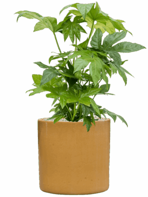 Fatsia Japonica In Cylinder D 21 H 74 cm - PlantenShop24 - 09-09-2025