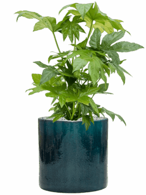 Fatsia Japonica In Cylinder D 21 H 74 cm - PlantenShop24 - 09-09-2025