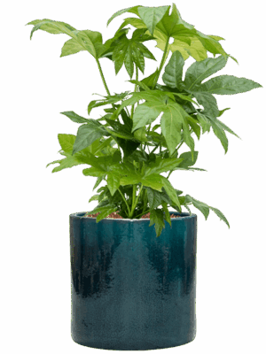 Fatsia Japonica In Cylinder D 21 H 74 cm - PlantenShop24 - 09-09-2025