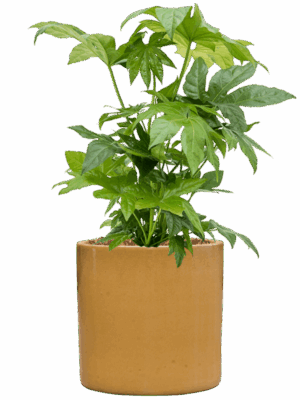 Fatsia Japonica In Cylinder D 21 H 74 cm - PlantenShop24 - 09-09-2025