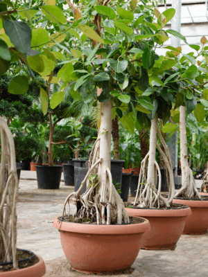Ficus Benghalensis D 65 H 210 cm - PlantenShop24 - 04-09-2025