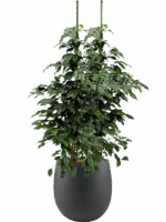 Ficus Benjamina Danielle In Grigio D 18 H 101 cm - PlantenShop24 - 01-09-2025