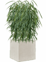Ficus Binnendijkii Alii In Antwerp D 21 H 99 cm - PlantenShop24 - 08-09-2025