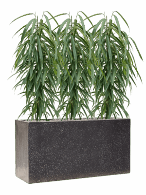 Ficus Binnendijkii Alii In Baq Terrazzo D 21 H 103 cm - PlantenShop24 - 08-09-2025