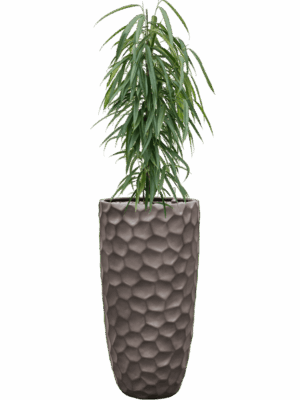 Ficus Binnendijkii Alii In Baq Tortuga D 21 H 128 cm - PlantenShop24 - 08-09-2025