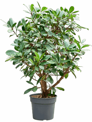 Ficus Cyathistipula D 38 H 160 cm - PlantenShop24 - 01-09-2025