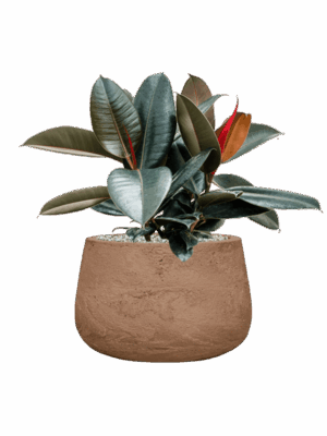 Ficus Elastica Abidjan In Baq Algar D 21 H 54 cm - PlantenShop24 - 10-09-2025
