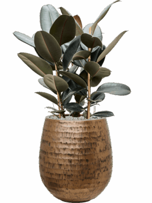 Ficus Elastica Abidjan In Baq Opus Hammered D 27 H 95 cm - PlantenShop24 - 11-09-2025