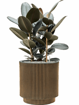 Ficus Elastica Abidjan In Capi Nature Groove NL D 27 H 94 cm - PlantenShop24 - 04-09-2025