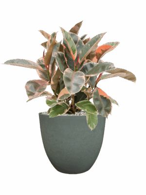 Ficus Elastica Belize In Artstone D 21 H 58 cm - PlantenShop24 - 10-09-2025