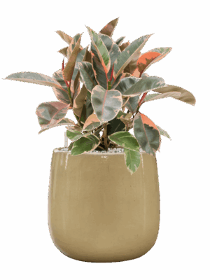 Ficus Elastica Belize In Balloon D 21 H 65 cm - PlantenShop24 - 10-09-2025